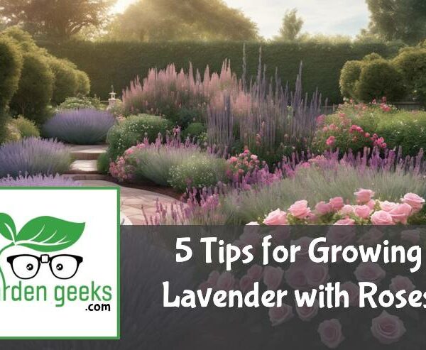 5 Tips for Growing Lavender with Roses