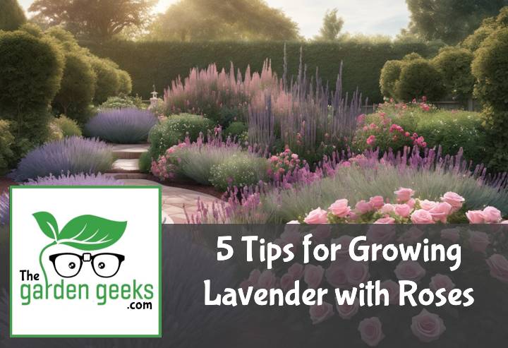 Growing Lavender with Roses