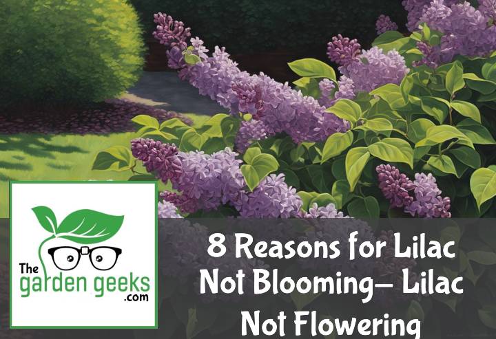 8 Reasons for Lilac Not Blooming- Lilac Not Flowering