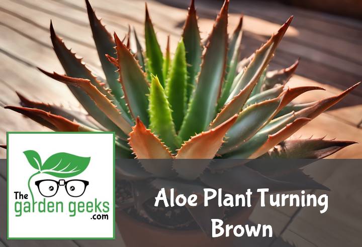 Aloe Plant Turning Brown? (How to Save it)