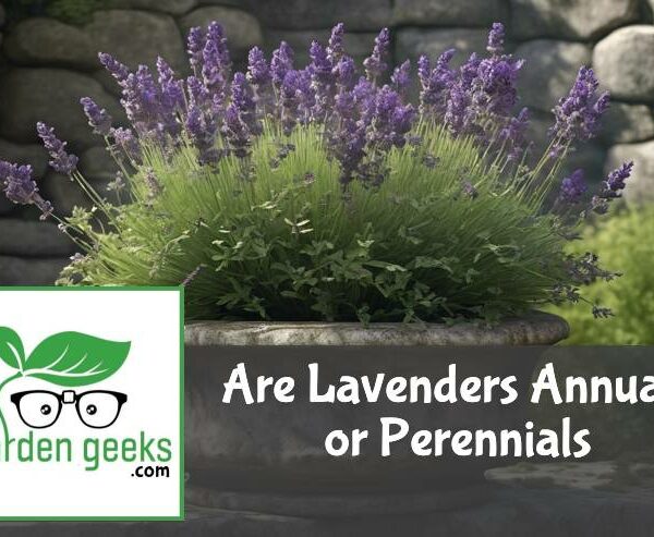 Are Lavenders Annuals or Perennials?