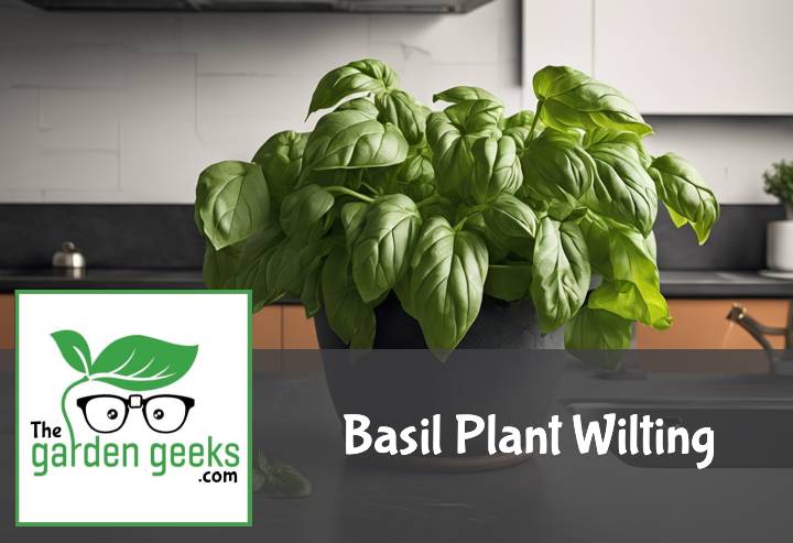 Basil Plant Wilting? (Solutions That Actually Work)