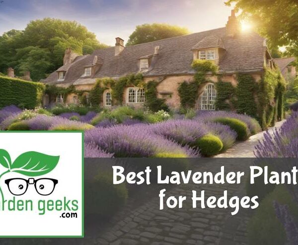 Best Lavender Plants for Hedges
