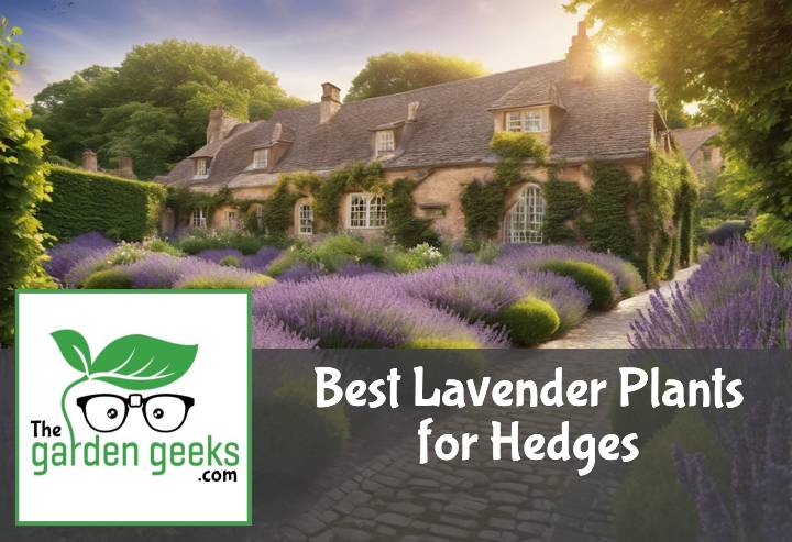 Best Lavender Plants for Hedges