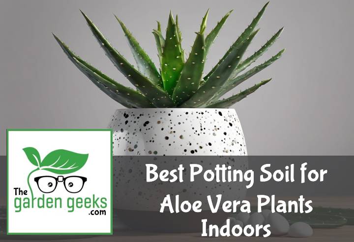 Best Potting Soil for Aloe Vera Plants Indoors