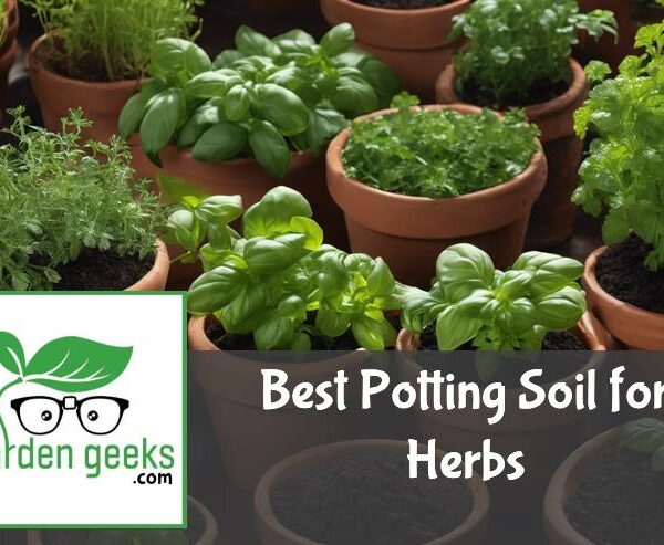 Best Potting Soil for Herbs (With Examples)