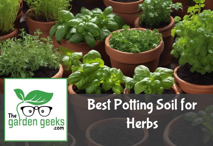 Best Potting Soil for Herbs (With Examples)