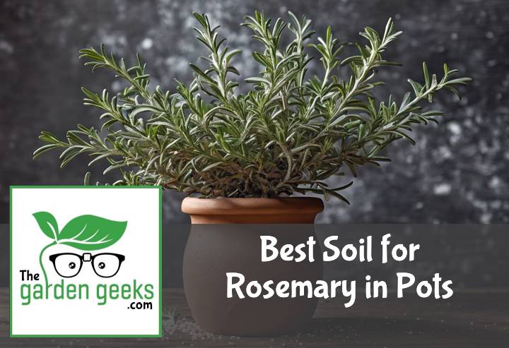 Best Soil for Rosemary in Pots (Best Potting Mix)