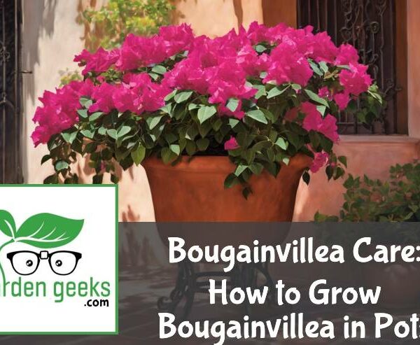 Bougainvillea Care: How to Grow Bougainvillea in Pots