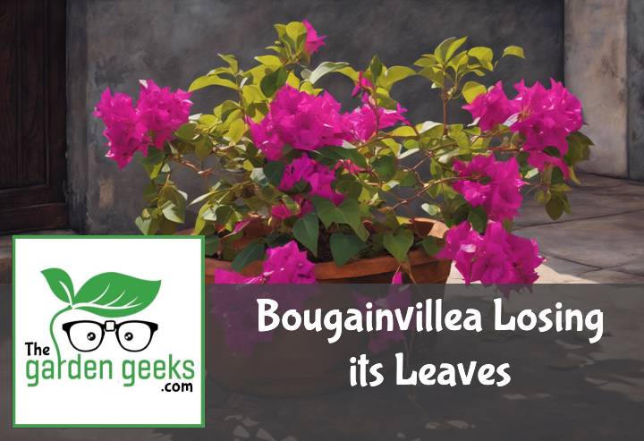 Bougainvillea Losing its Leaves? (How to Save it)