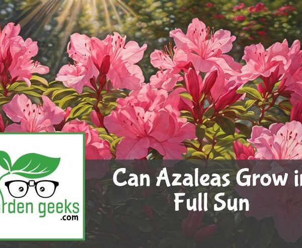 Can Azaleas Grow in Full Sun?