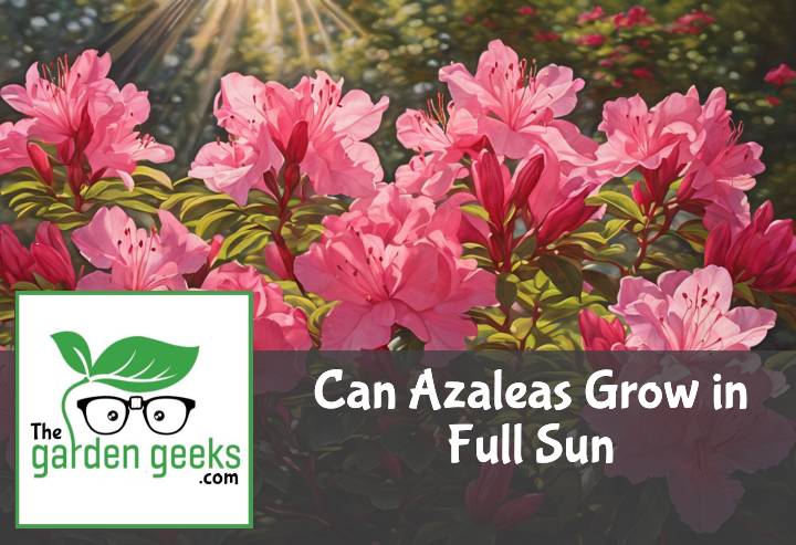 Can Azaleas Grow in Full Sun?