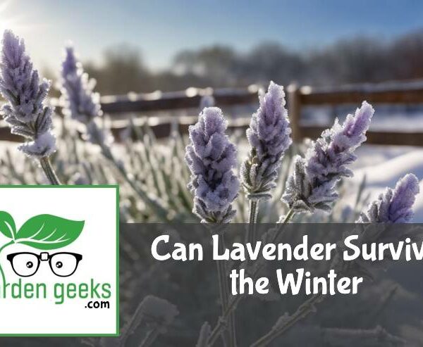 Can Lavender Survive the Winter?