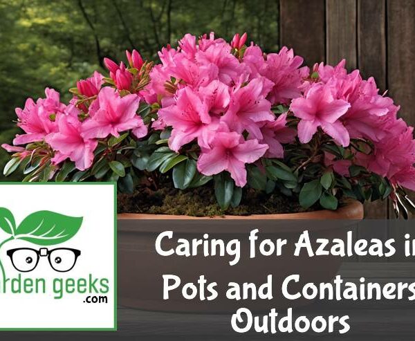 Caring for Azaleas in Pots and Containers Outdoors