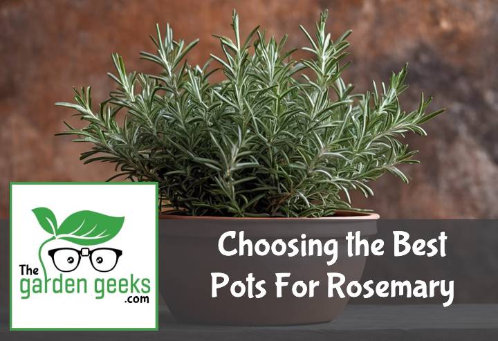 Choosing the Best Pots For Rosemary (With Examples)