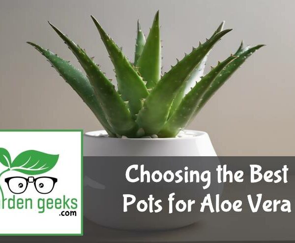 Choosing the Best Pots for Aloe Vera (With Examples)