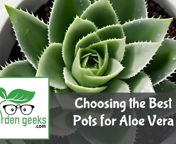 Choosing the Best Pots for Aloe Vera (With Examples)