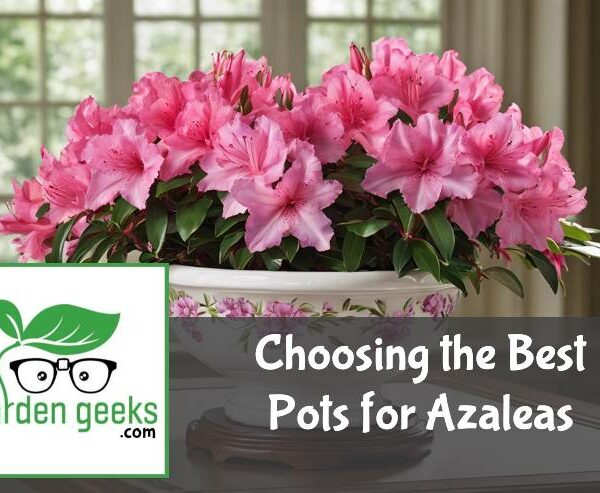 Choosing the Best Pots for Azaleas