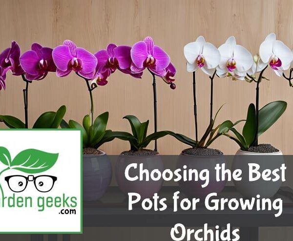 Choosing the Best Pots for Growing Orchids (with Examples)