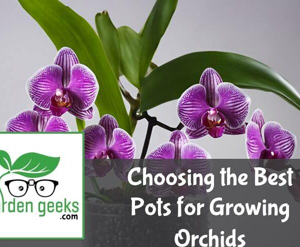 Choosing the Best Pots for Growing Orchids (with Examples)