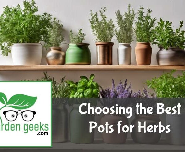 Choosing the Best Pots for Herbs (With Examples)