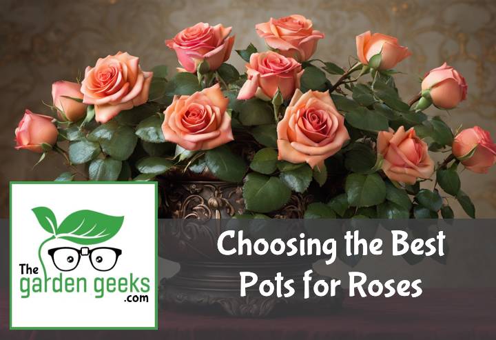 Choosing the Best Pots for Roses (With Examples)
