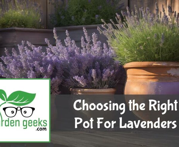 Choosing the Right Pot For Lavenders (With Examples)