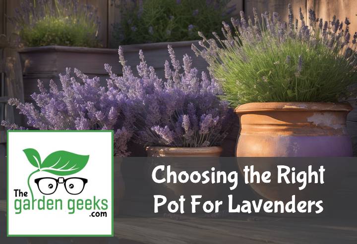 Choosing the Right Pot For Lavenders (With Examples)