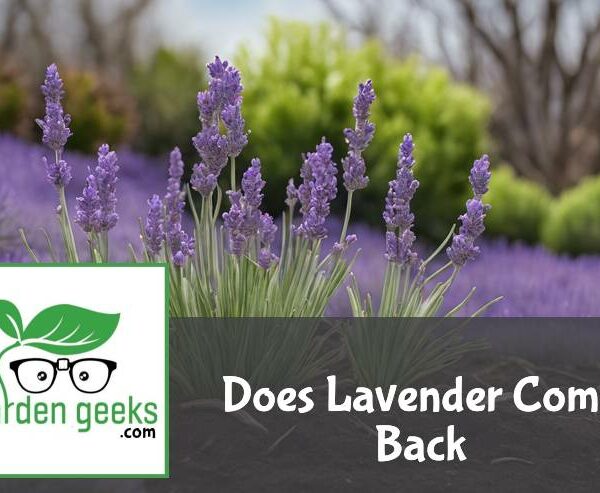 Does Lavender Come Back?