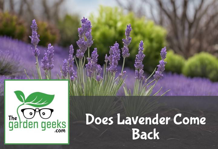 Does Lavender Come Back?