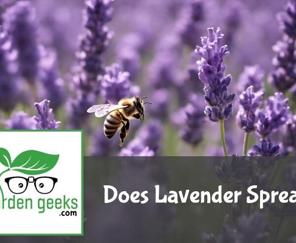 Does Lavender Spread?