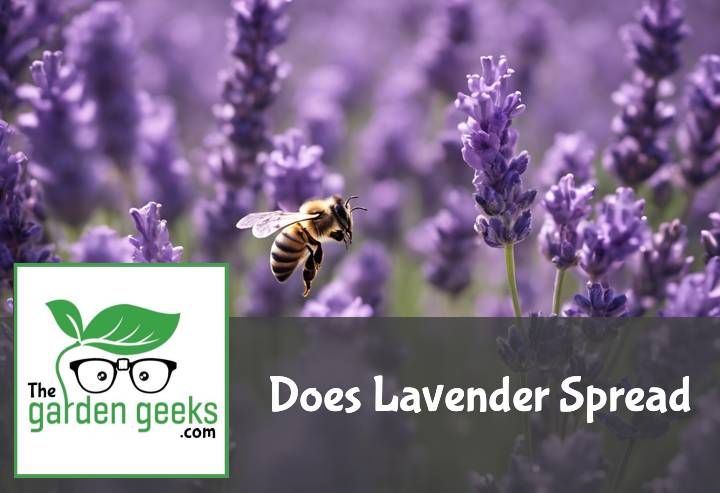 Does Lavender Spread?