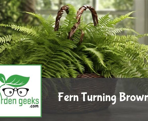 Fern Turning Brown? (6 Solutions That Actually Work)
