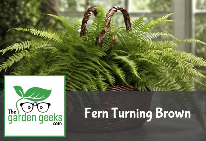 Fern Turning Brown? (6 Solutions That Actually Work)