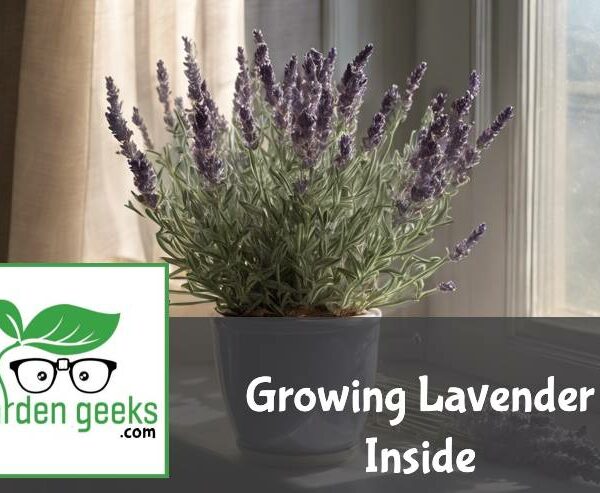 Growing Lavender Inside (5 Important Tips)