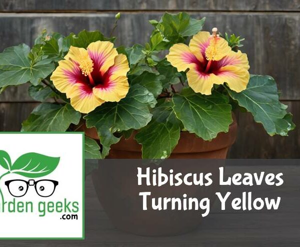 Hibiscus Leaves Turning Yellow? (How to Revive it)