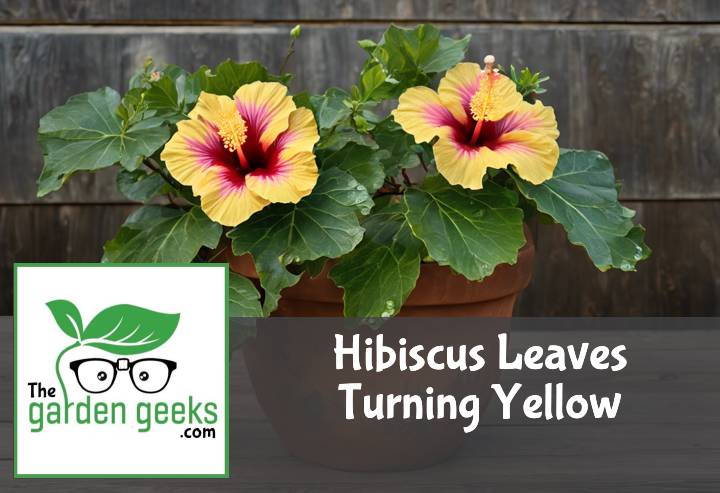 Hibiscus Leaves Turning Yellow? (How to Revive it)