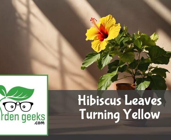 Hibiscus Leaves Turning Yellow? (How to Revive it)
