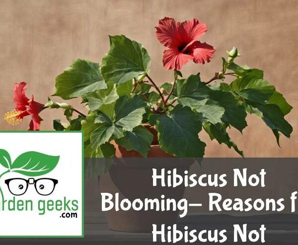 Hibiscus Not Blooming- Reasons for Hibiscus Not Flowering