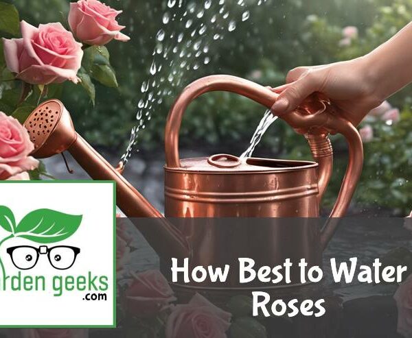 How Best to Water Roses (7 Useful Tips)