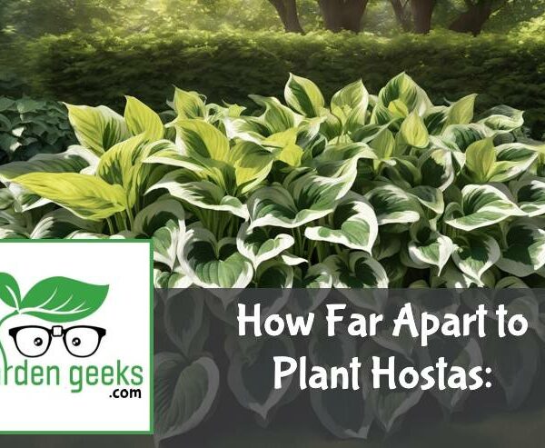 How Far Apart to Plant Hostas: (The Definitive Guide)