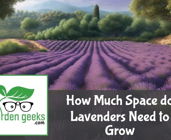 How Much Space do Lavenders Need to Grow?