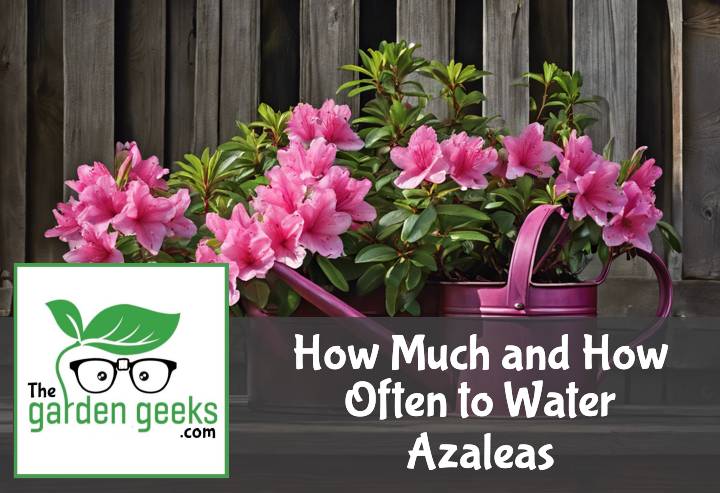 How Much and How Often to Water Azaleas (Indoors and Outdoors)