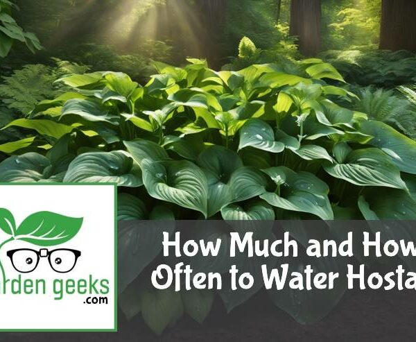 How Much and How Often to Water Hostas