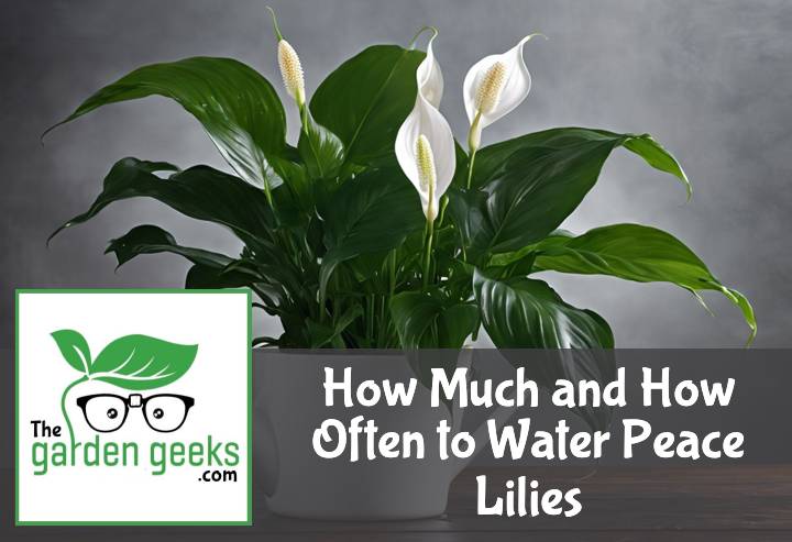 How Much and How Often to Water Peace Lilies