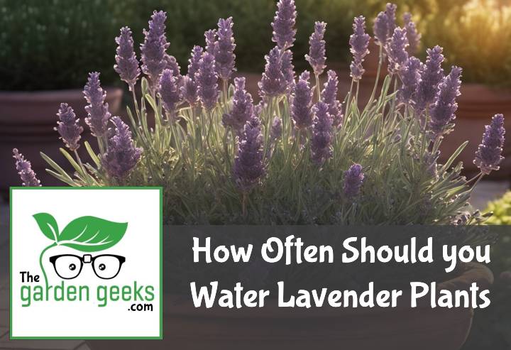 How Often Should you Water Lavender Plants?