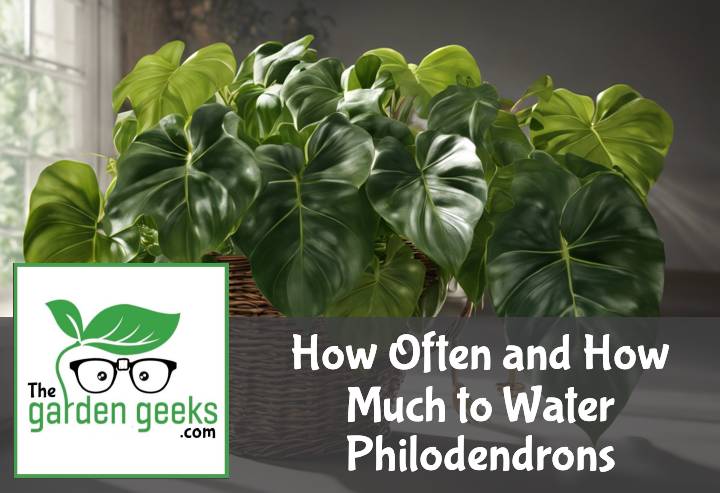 How Often and How Much to Water Philodendrons