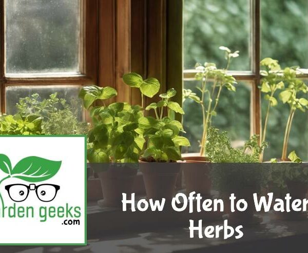 How Often to Water Herbs