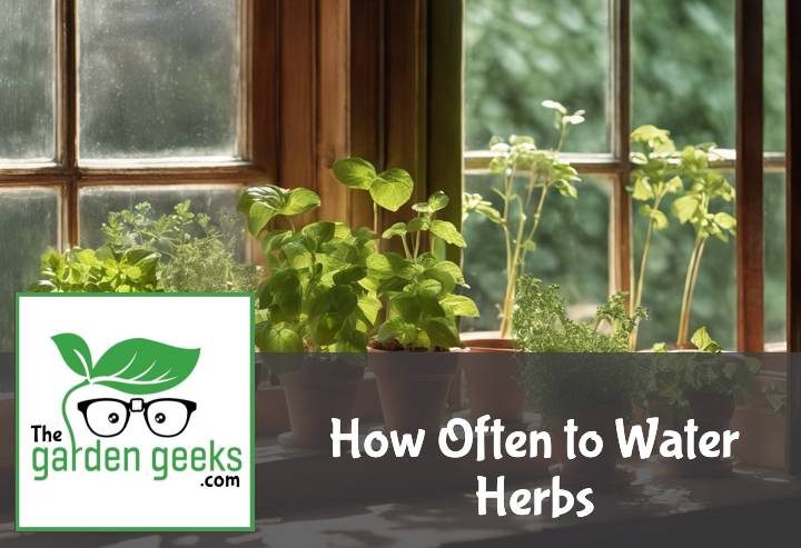 How Often to Water Herbs?