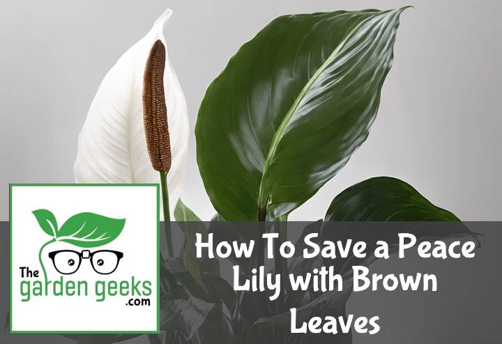 How To Save a Peace Lily with Brown Leaves